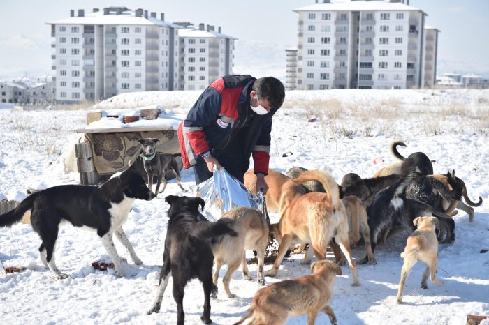 Ankara Büyükşehir Belediyesi, sokak hayvanları için mama üretimine başladı